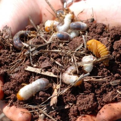 two hands holding some brown soil in which there are fat white grubs